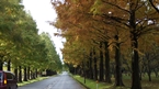 Metasequoia row of trees：メタセコイヤ並木